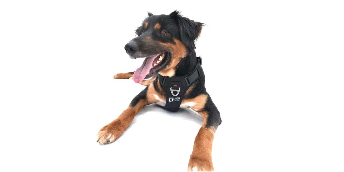 Best Harness to be in Dog Hiking Gear List by Uluk Outdoors 