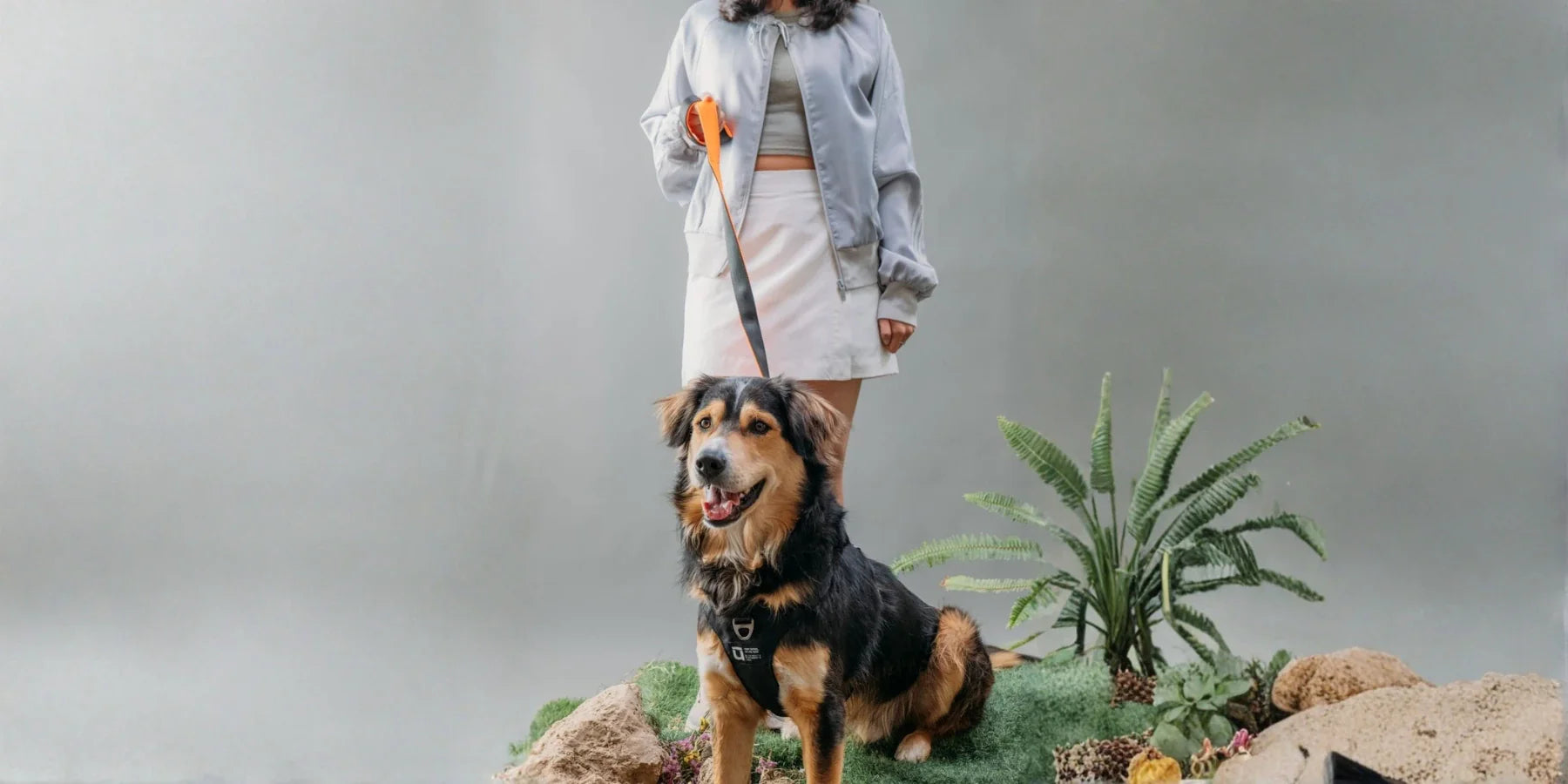 Best Dog Harness for Large Dogs: What to Look for Before You Buy