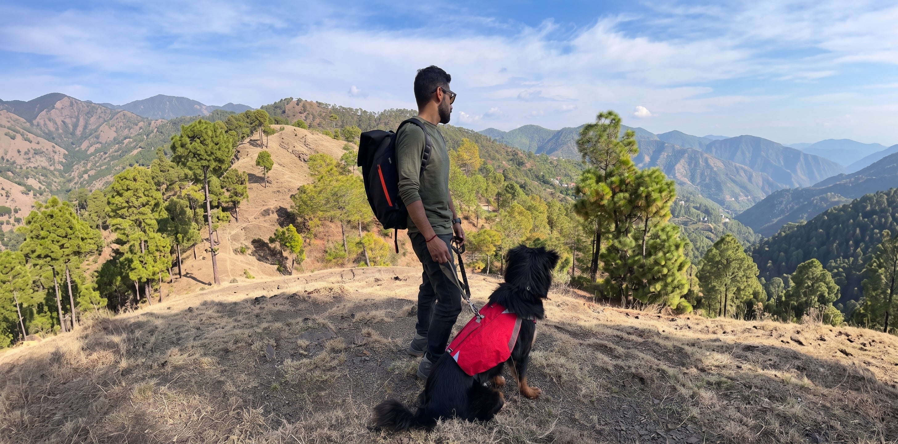 No Pull Dog Harness vs Standard Harness: Which Is Better for Active Dogs?