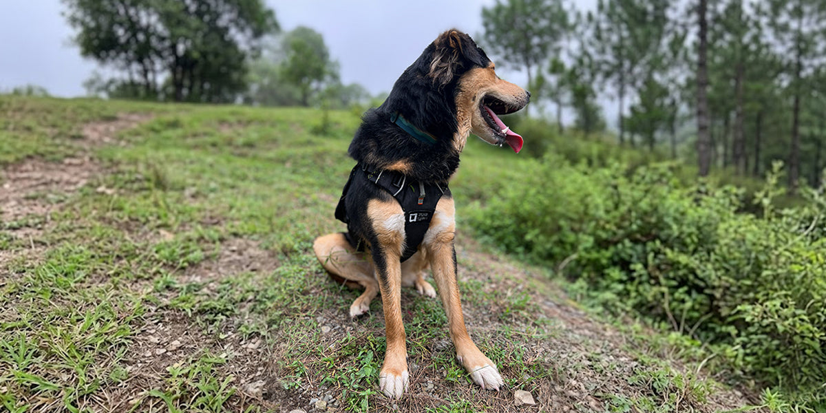 Premium Dog Gear by Uluk Outdoors