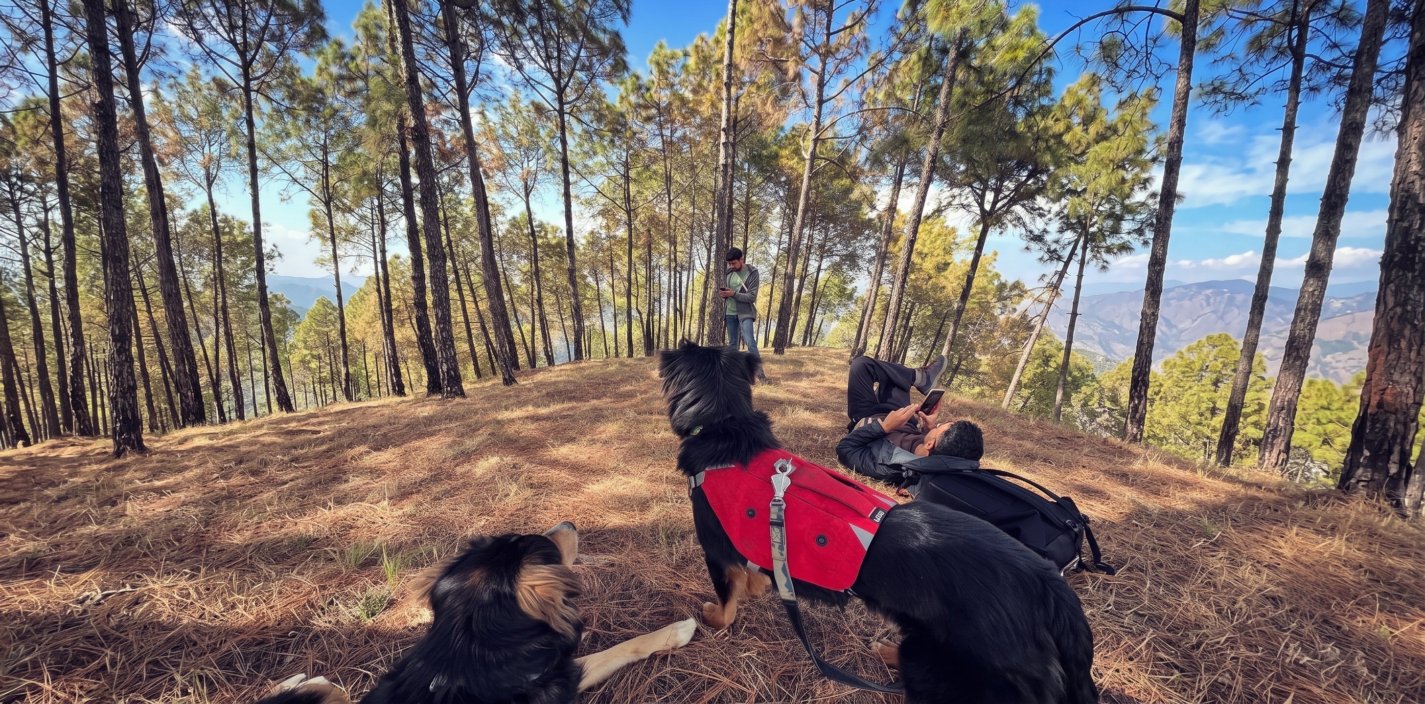 Best Dog Collar vs Dog Harness by Uluk Outdoors