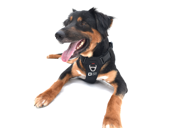 Pahardy X1 Canine Harness