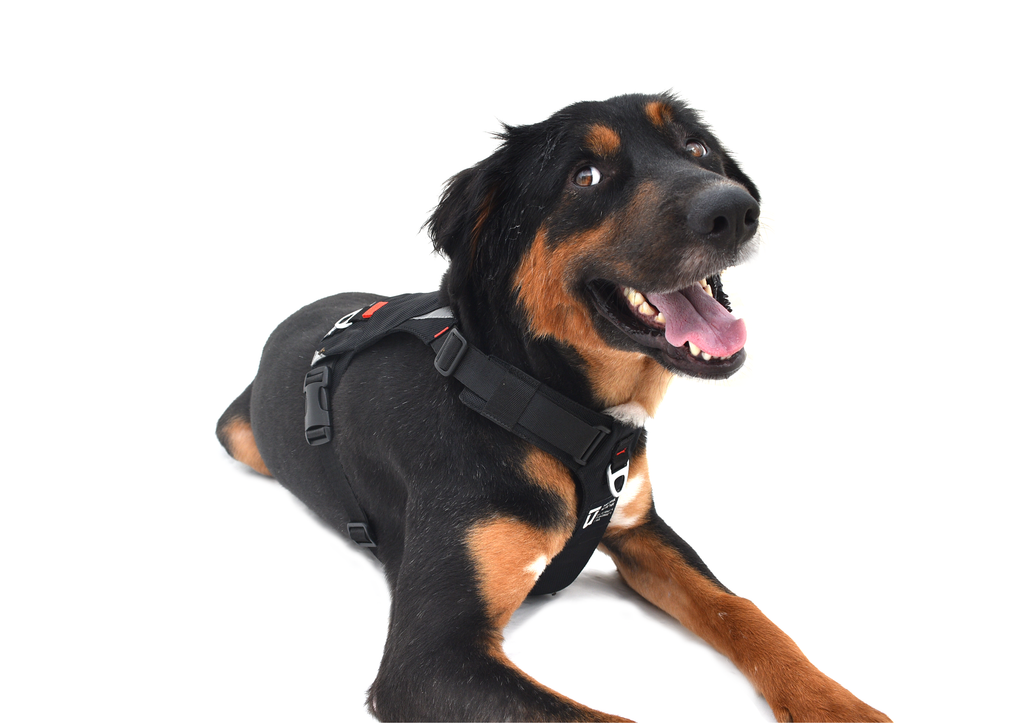 Pahardy X1 Canine Harness