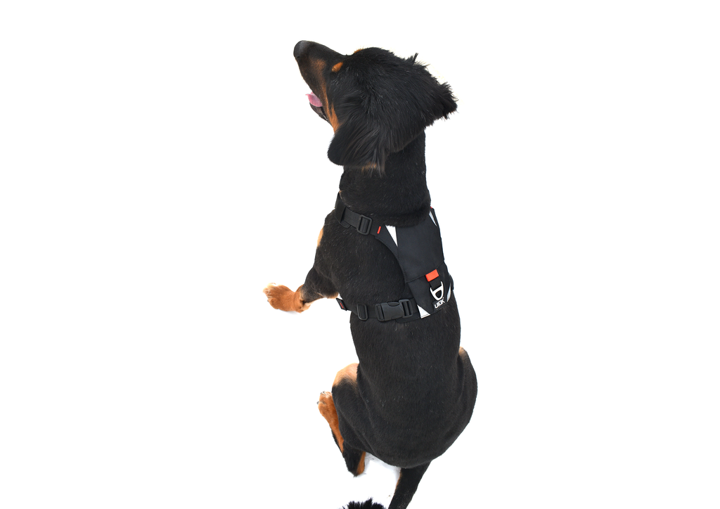 Pahardy X1 Canine Harness