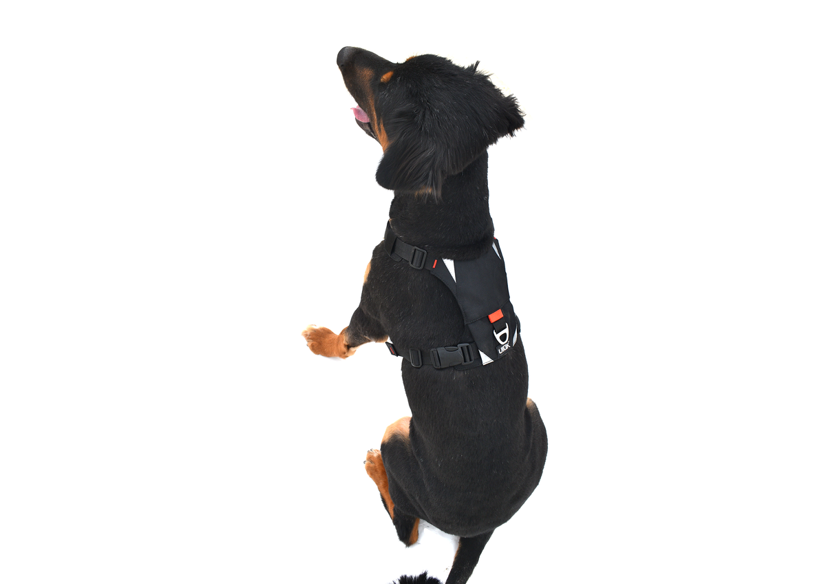 Pahardy X1 Canine Harness