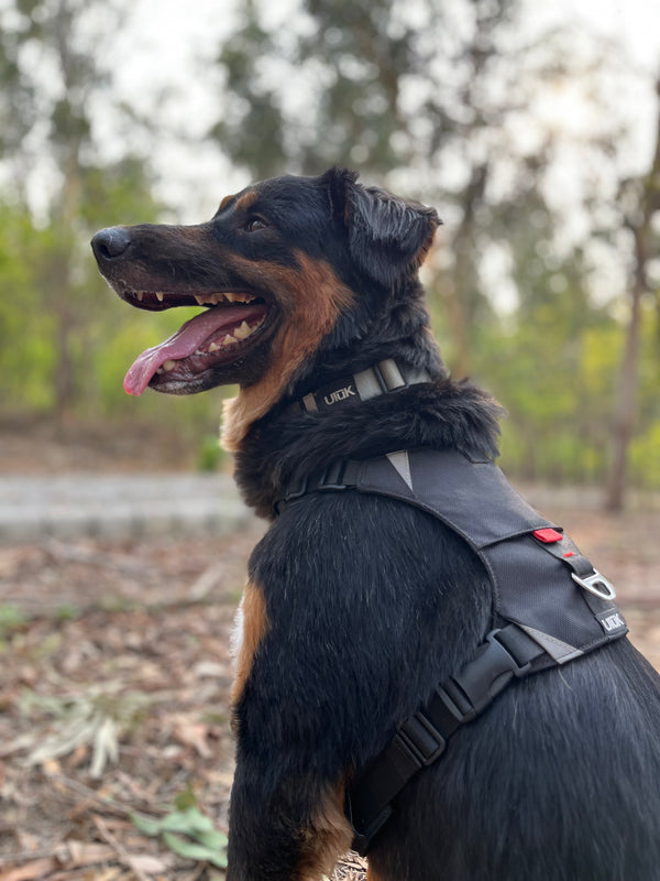 Pahardy Dog Collar