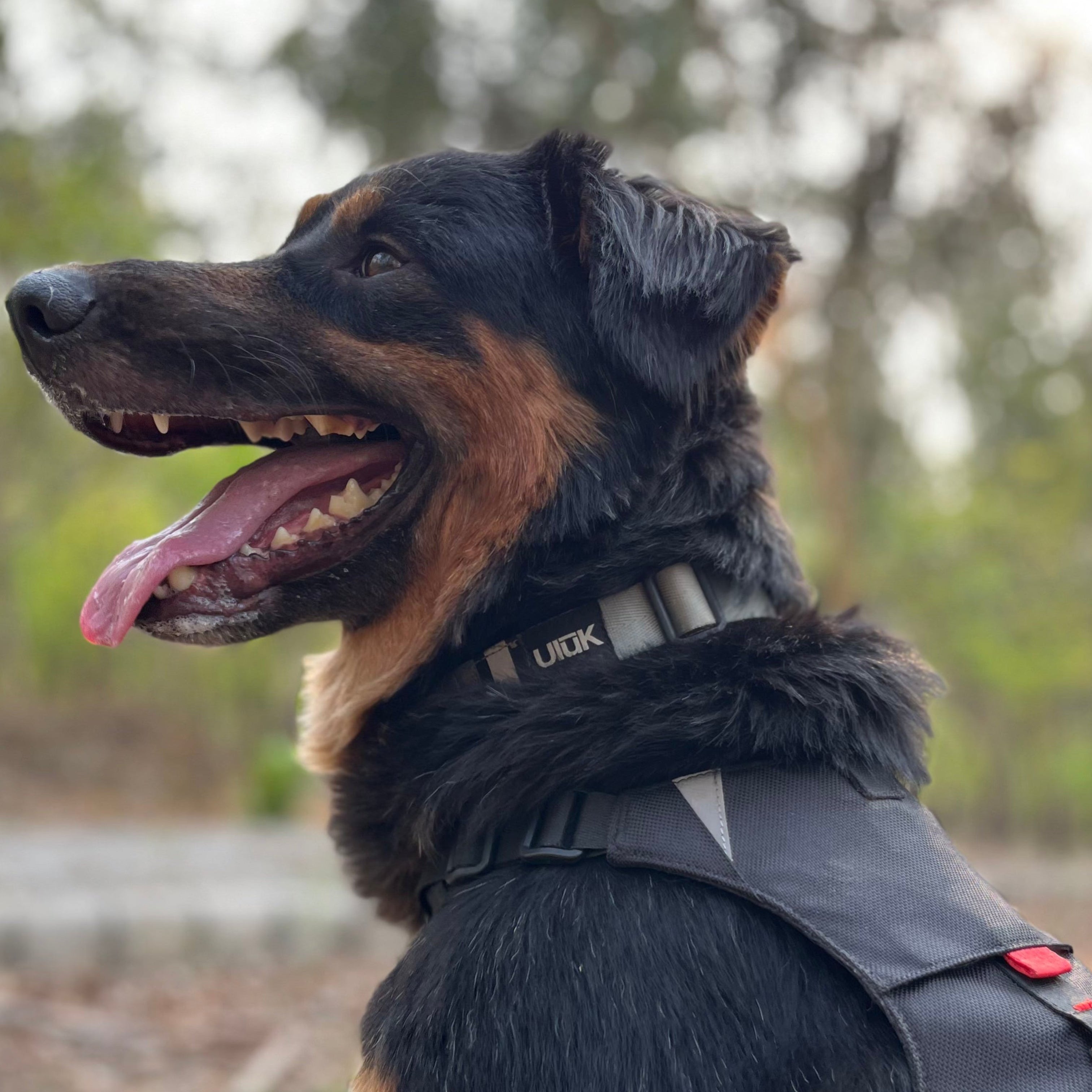 A large black and tan dog wearing the grey Ulūk Outdoors Pahardy dog collar.