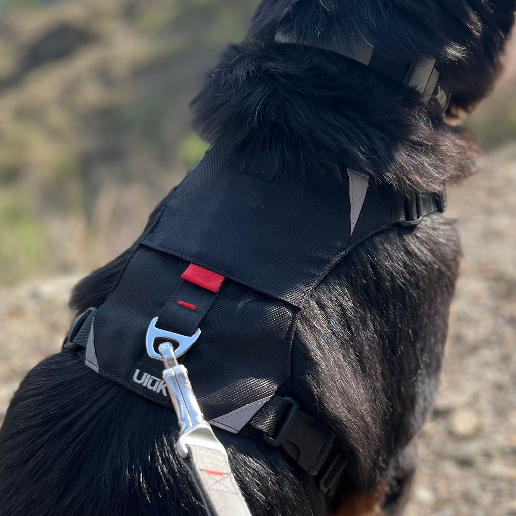 Close-up back view of a black dog wearing a black Ulūk Outdoors harness with a leash attached.