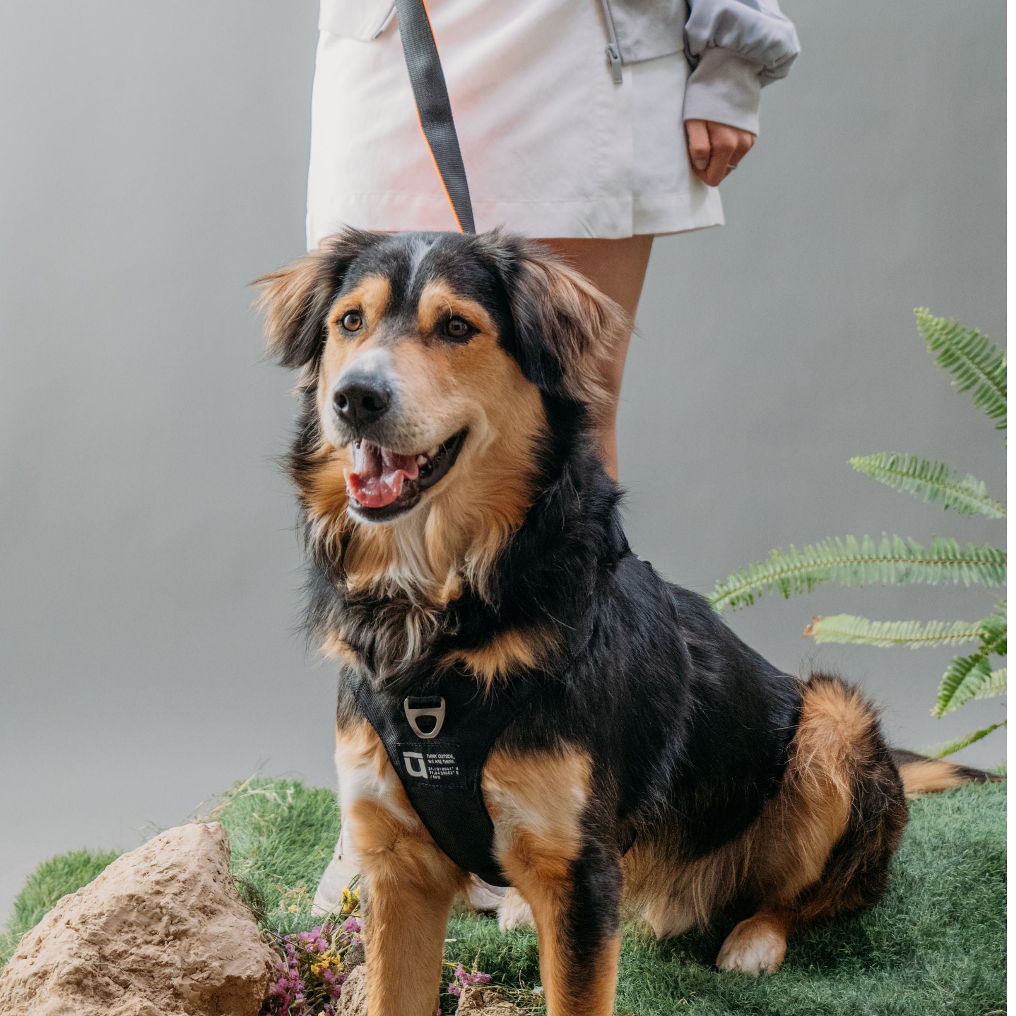 A black and tan dog sitting down while wearing the front-facing black canine harness.