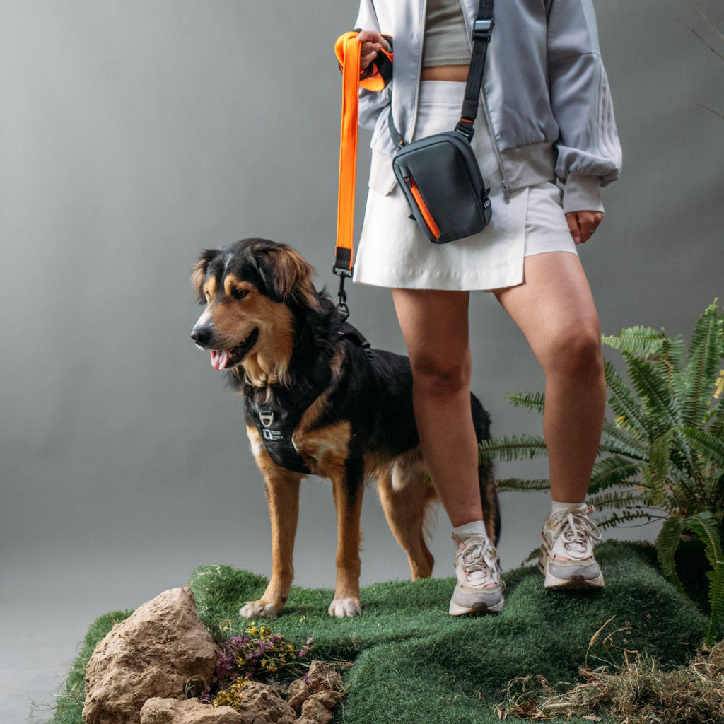 A large black and tan dog standing on a mossy surface while wearing a black harness and orange leash.