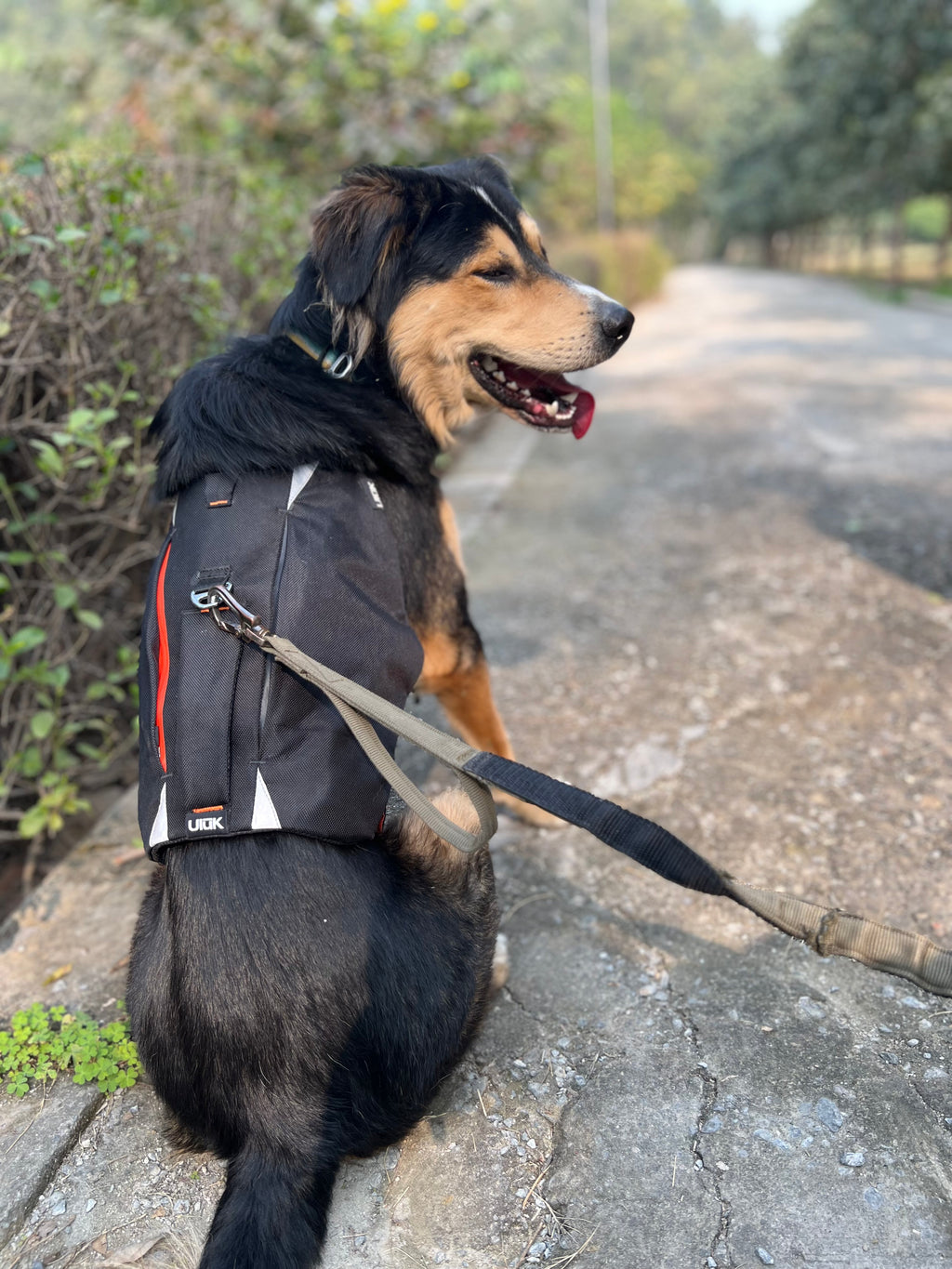 Side view of a dog sitting on a paved path wearing the black harness with a leash attached.