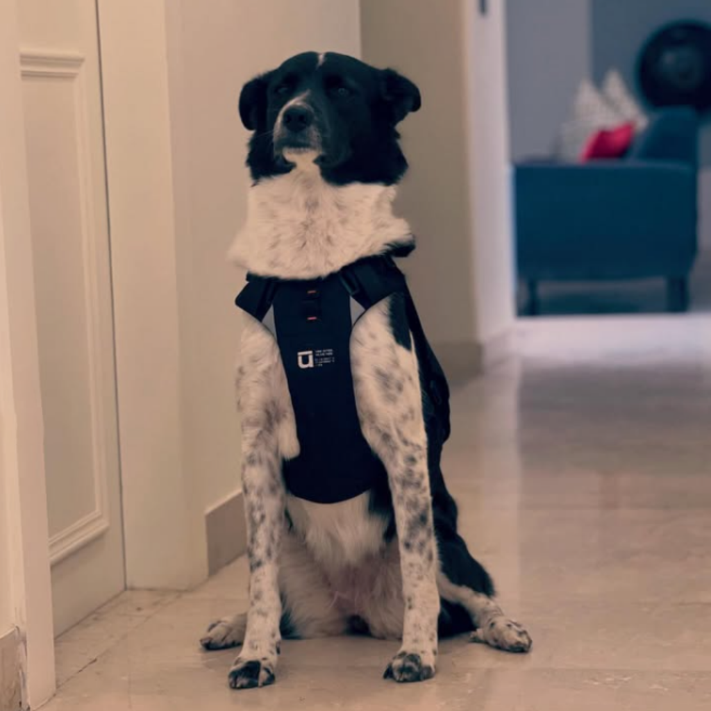 Dog wearing Pahardy X2 Harness by Ulūk Outdoors 